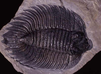 123_arctinurus_boltoni_ny_sil.jpg