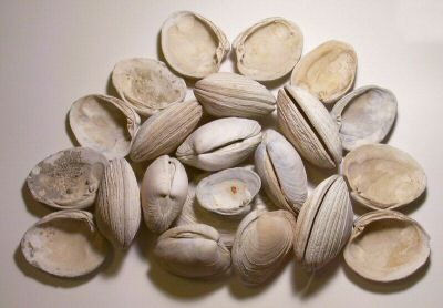 clam_02_03.jpg