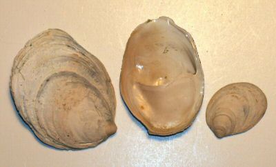 clam_06_01.jpg
