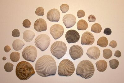 clam_14_04.jpg