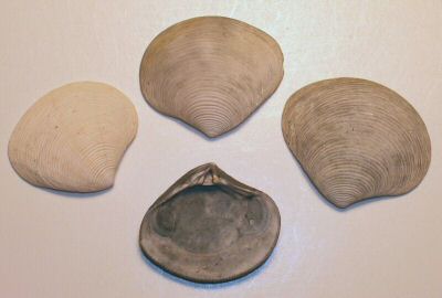 clam_15_02.jpg
