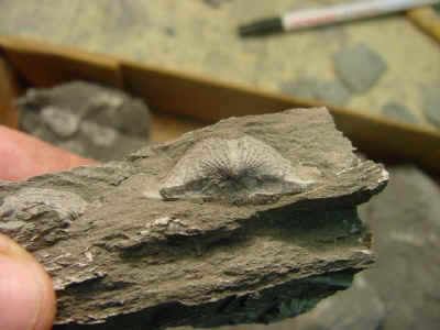 brach.jpg (48061 bytes)