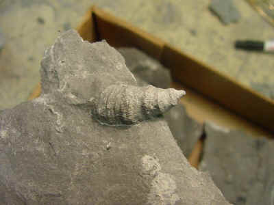 horncoral.jpg (45181 bytes)