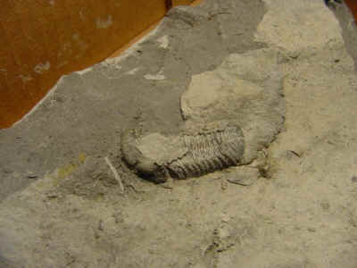 niceprone.jpg (51379 bytes)