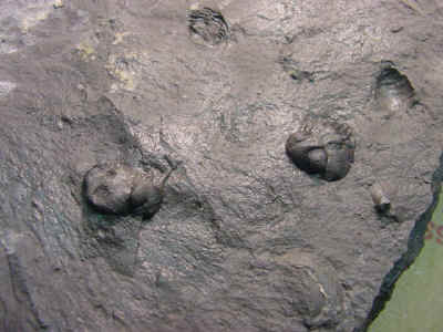 nicwdouble.jpg (60741 bytes)