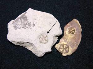 Pyritized Cystaster Imprint and Two Cystaster Edrios.jpg