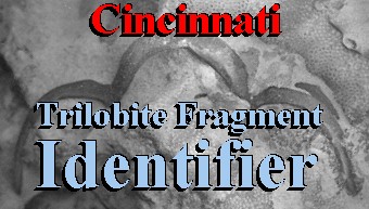 Cincinnati Trilobite Fragment Identifier