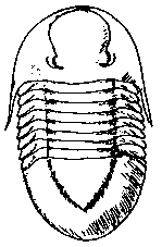 A Drawing of an Isotelus